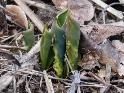 2016-03-05 Tulpen.jpg