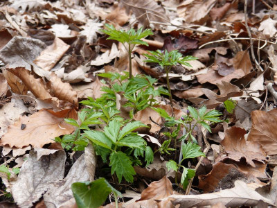 2016-03-05 Cardamine macrophylla 1.jpg