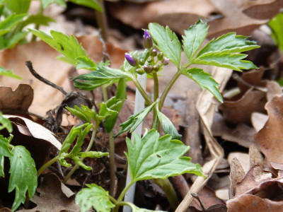 2016-03-05 Cardamine macrophylla 2.jpg
