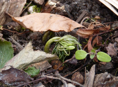 2016-03-05 Cardamine kitaibelii.jpg