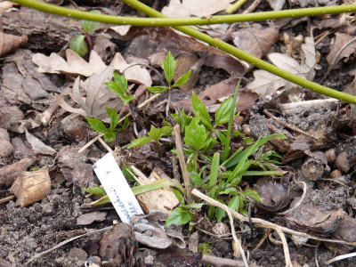 2016-03-05 Cardamine waldsteinii.jpg