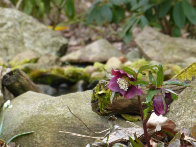2016-03-05 Gartenimpressionen 1.jpg