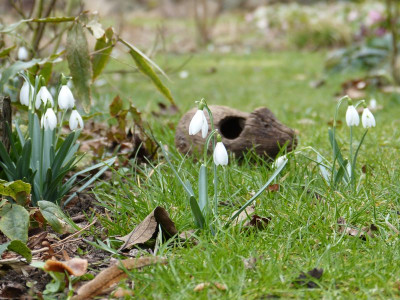 2016-03-05 Gartenimpressionen 2.jpg