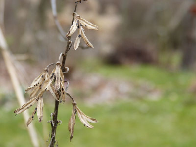 2016-03-05 Gartenimpressionen 3.jpg