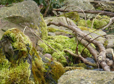 2016-03-05 Gartenimpressionen 4.jpg