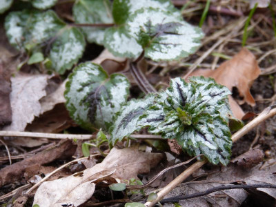 2016-03-05 Gartenimpressionen 5.jpg