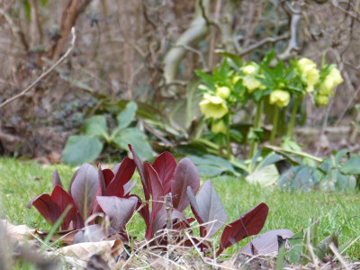 2016-03-05 Gartenimpressionen 6.jpg