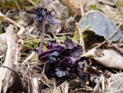 2016-03-05 Lunaria annua 'Chedglow'.jpg