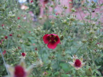 Potentilla Slg (Kopie).jpg