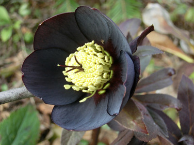 Helleborus_orientalis_Ruby-Star4.jpg