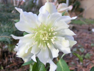 Helleborus_orientalis_050316jpg.jpg