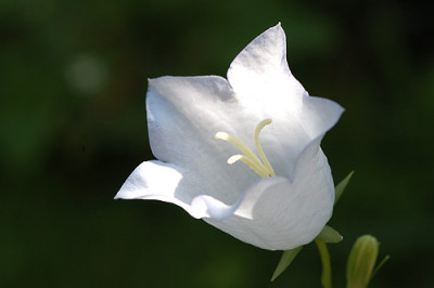 weisseglocke_5730.jpg