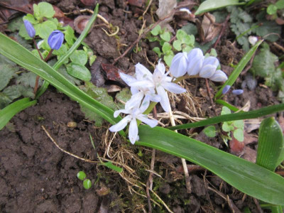 scilla bif eisbl.jpg