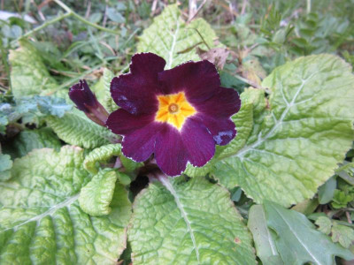 Acaulis-H lilarot.jpg