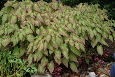 Epimedium0610.jpg