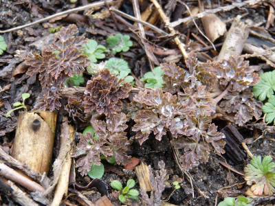 2016-03-06 Corydalis ellipticarpa.jpg