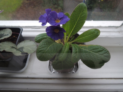 Primula cowichan blue.JPG