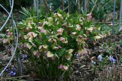 Helleborus5013.jpg