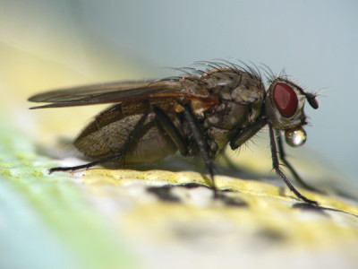 fliege_wassertropfen.jpg