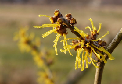 2016-03-06 Hamamelis.jpg