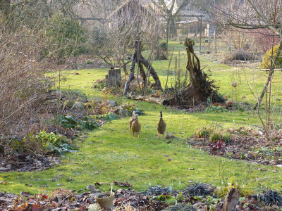 2016-03-06 Garteneinblick 1.jpg