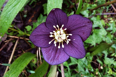 h. purple veined.jpg