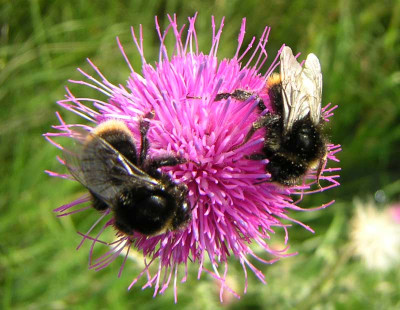 Hummel2.jpg