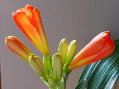 Clivia2_2016.jpg