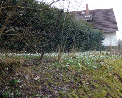 Weiße Wiese-axel2016-b.jpg
