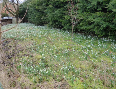 weiße Wiese-axel2016c.jpg