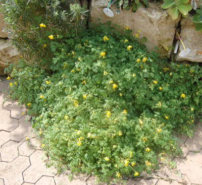 Gelber_Lerchensporn_S3_0042_74.jpg