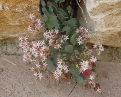 Sedum_tatarinowii_S3_0043_88.jpg