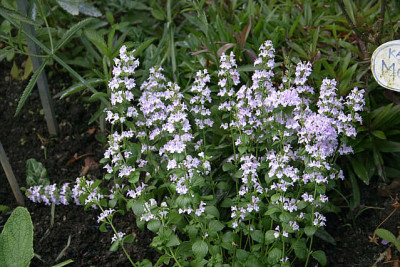Steinquendel0310.jpg