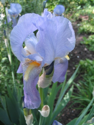 IrisBlau.JPG