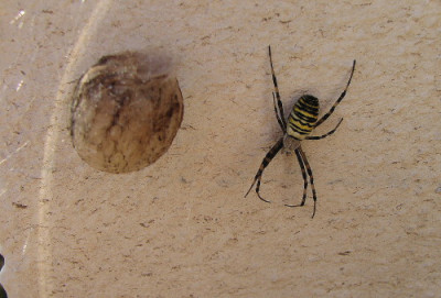 Zebraspinne_1.jpg