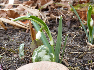 2016-03-08 Galanthus 'Viridapice' 1.jpg