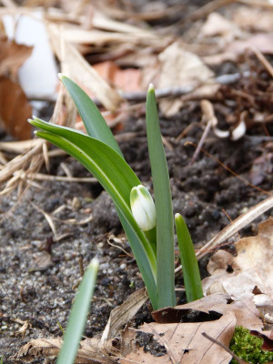 2016-03-08 Galanthus 'Viridapice' 2.jpg