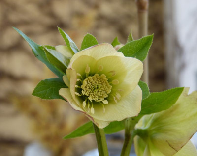2016-03-08 Helleborus 'Apricot'.jpg