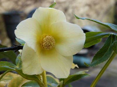 2016-03-08 Helleborus 'Super Yellow'.jpg