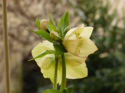 2016-03-08 Helleborus 'Apricot' 2.jpg
