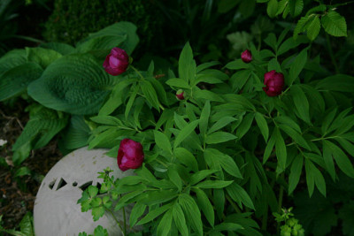 Pfingstrosen7712.jpg