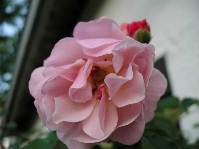 IMGP2590.JPG