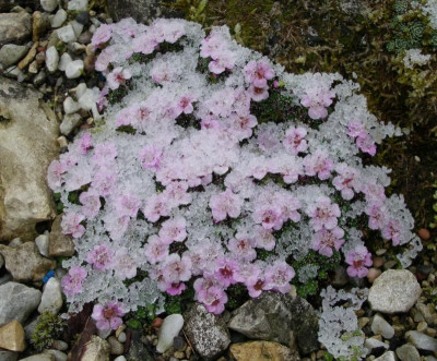 Saxifraga vereist 09.03.16.JPG