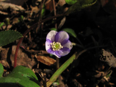 hepatica säml. weiß-blau 2016-03-09 (7).JPG