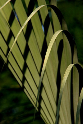 Schattenspiele-ruhig-3.jpg