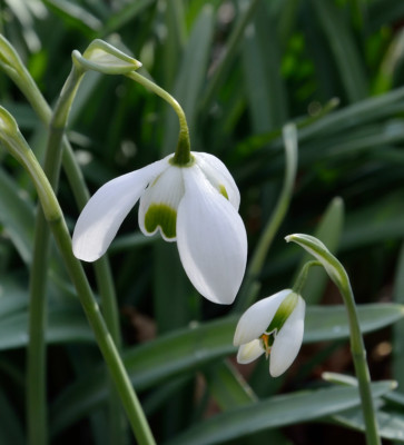 DSC_0939-Galanthus nivalis 'Hippolyta'_002.JPG