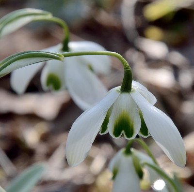 DSC_0941-Galanthus nivalis 'Hippolyta'-gelb-2_004.JPG