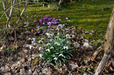 DSC_0928-Galanthus nivalis 'Hippolyte'_007.JPG