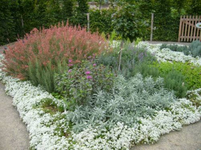 Agastache_rupestris.jpg