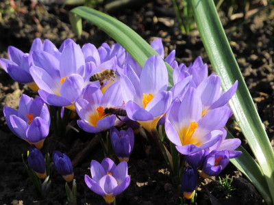 y-K. tricolor mit Bienen.jpg